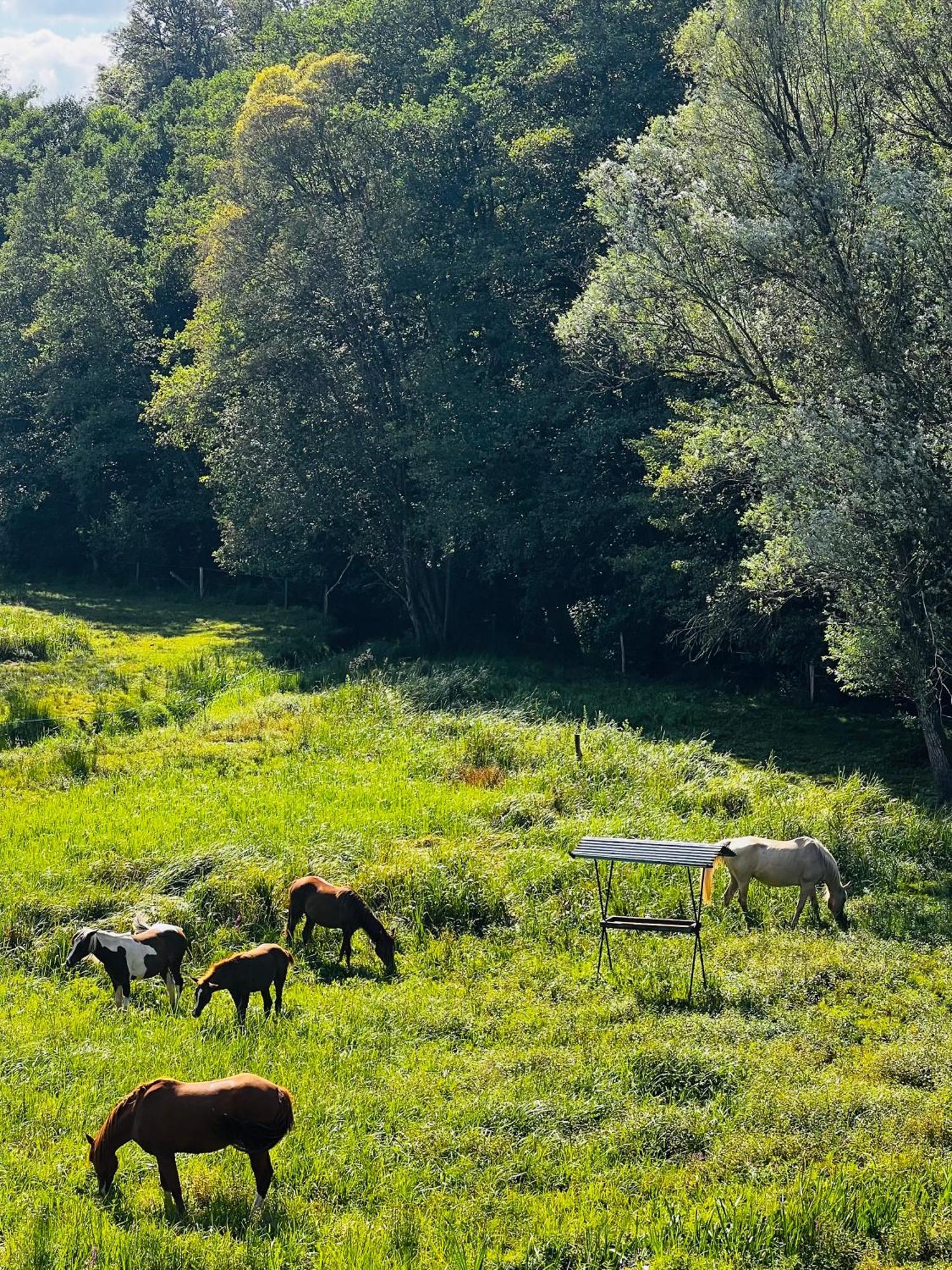 Maison D'Hotes En Pleine Nature Avec Chevaux Soucht Buitenkant foto