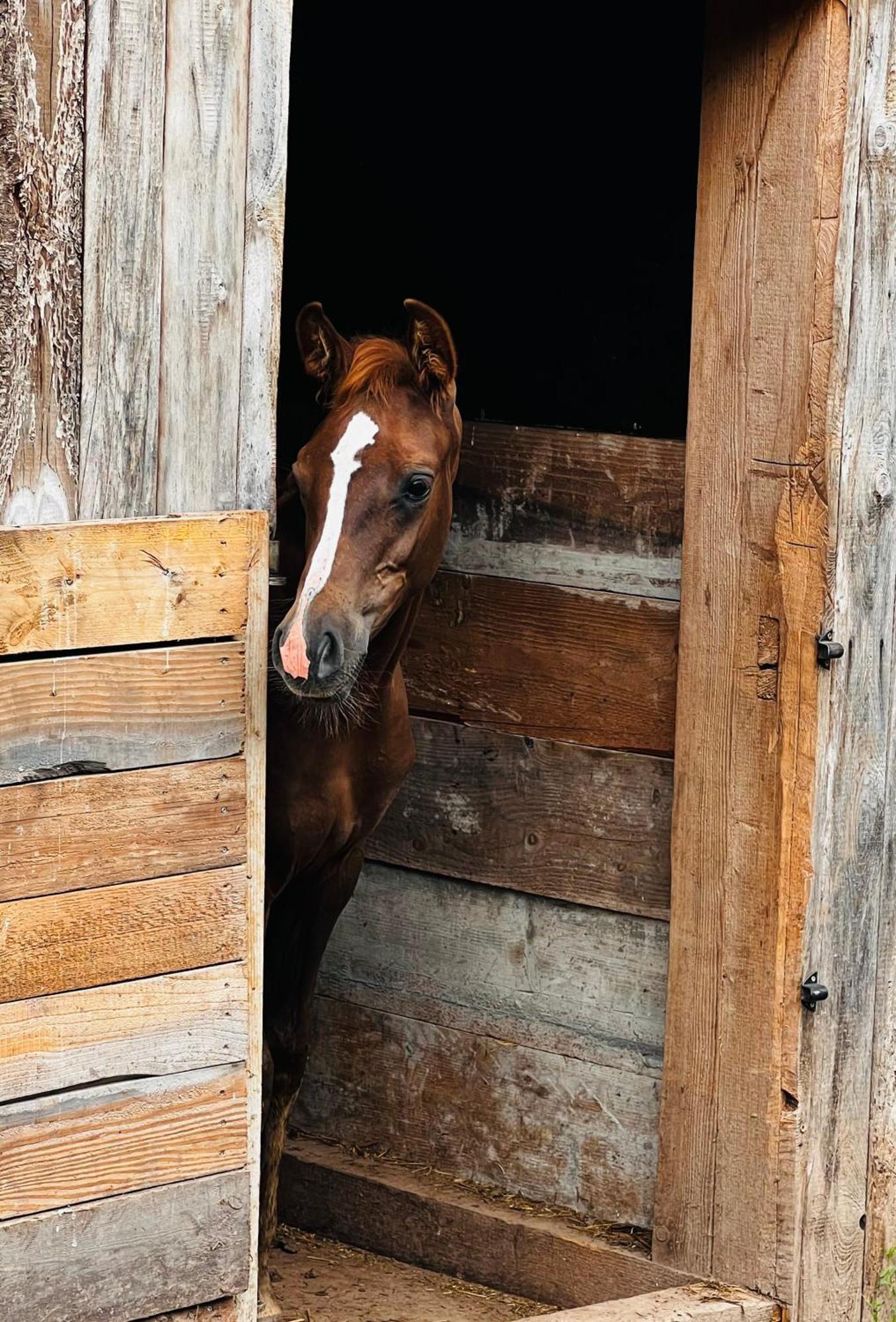 Maison D'Hotes En Pleine Nature Avec Chevaux Soucht Buitenkant foto