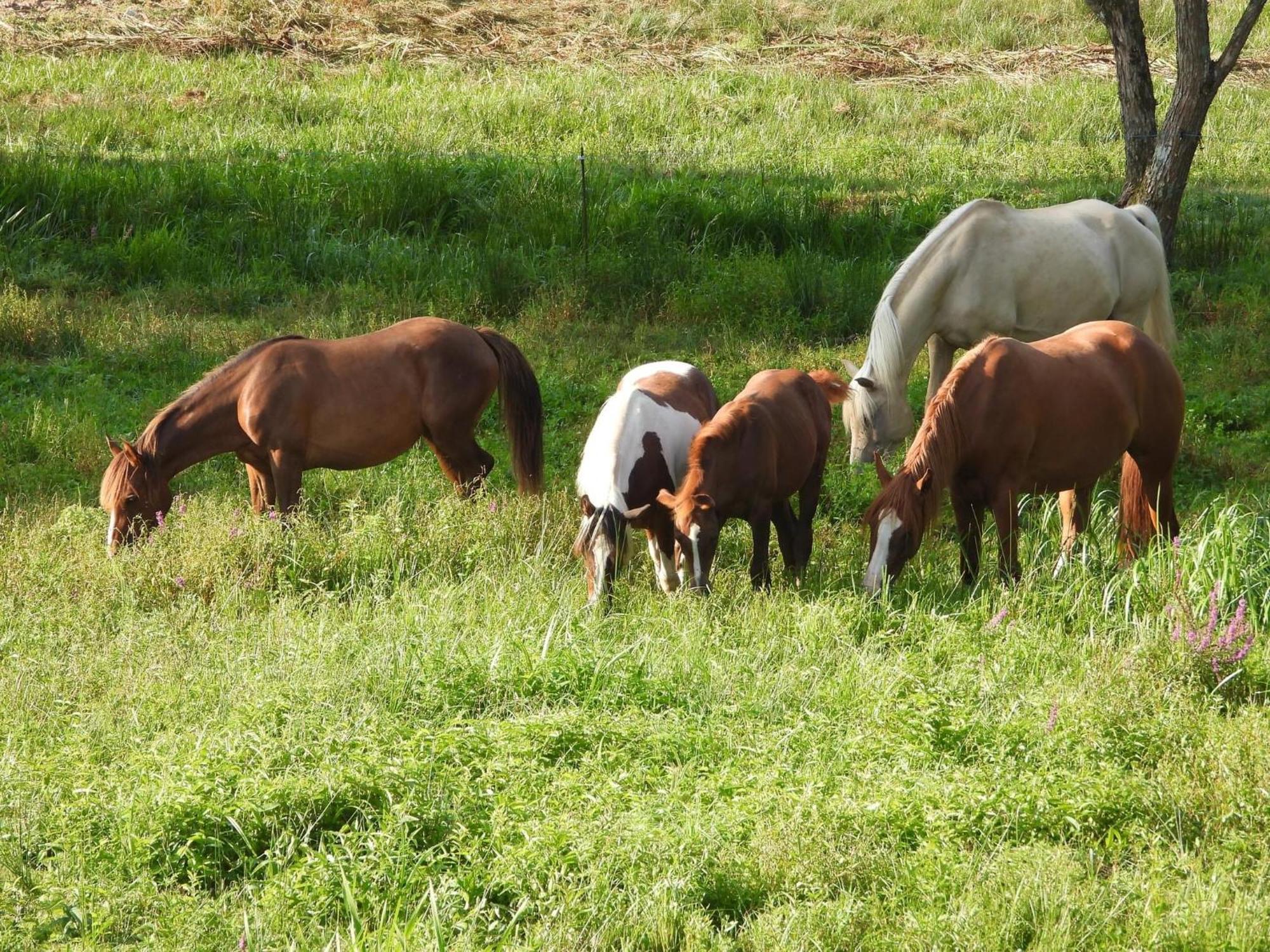 Maison D'Hotes En Pleine Nature Avec Chevaux Soucht Buitenkant foto