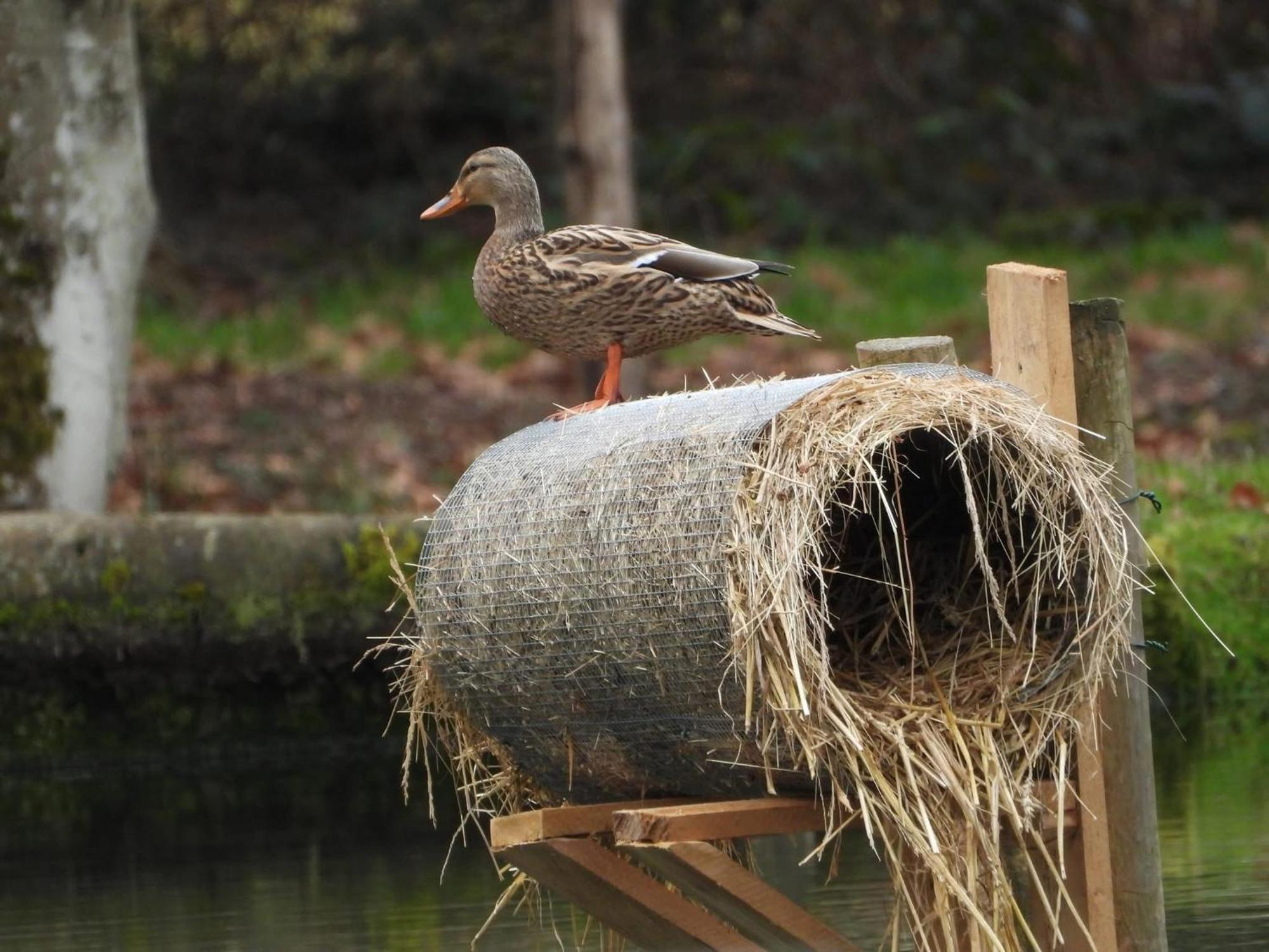 Maison D'Hotes En Pleine Nature Avec Chevaux Soucht Buitenkant foto